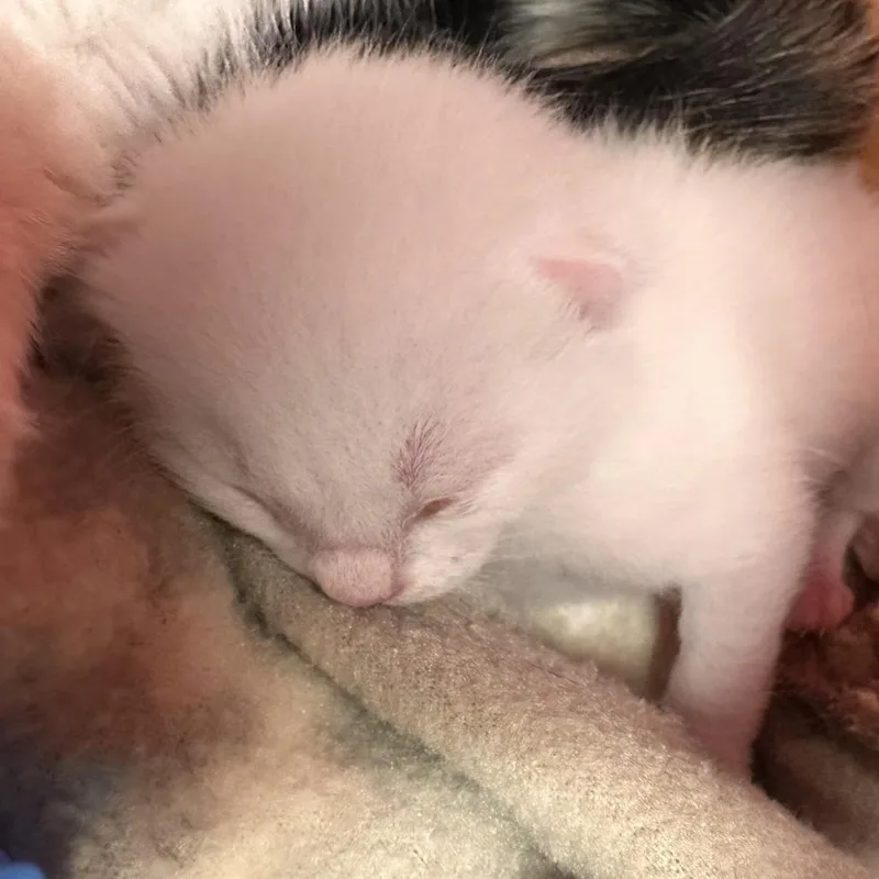 A baby small-sized male Domestic Short Hair cat named Quartz for adoption in Reno, NV