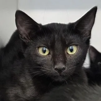 A baby small-sized female Domestic Short Hair cat named Relish for adoption in Voorhees, NJ