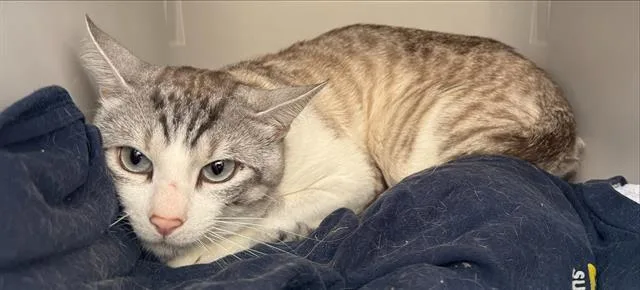 A young small-sized male Domestic Short Hair cat named Cat for adoption in San Antonio, TX