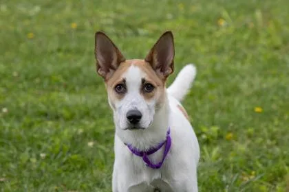An adult large-sized female Shepherd dog named Janie for adoption in Kansas City, MO