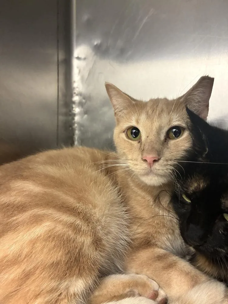 A young medium-sized male Tabby (Orange / Red) Domestic Short Hair cat named Snuggles for adoption in Marietta, GA