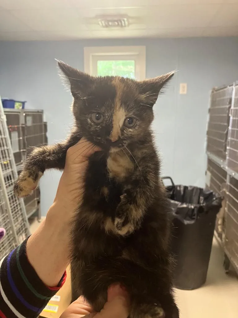 A baby medium-sized female Tortoiseshell Domestic Short Hair cat named Crumpet for adoption in Heathsville, VA