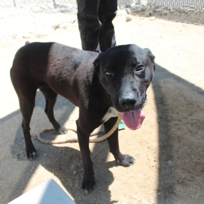 A young medium-sized female Black Labrador Retriever dog named Ninja for adoption in Yucca Valley, CA