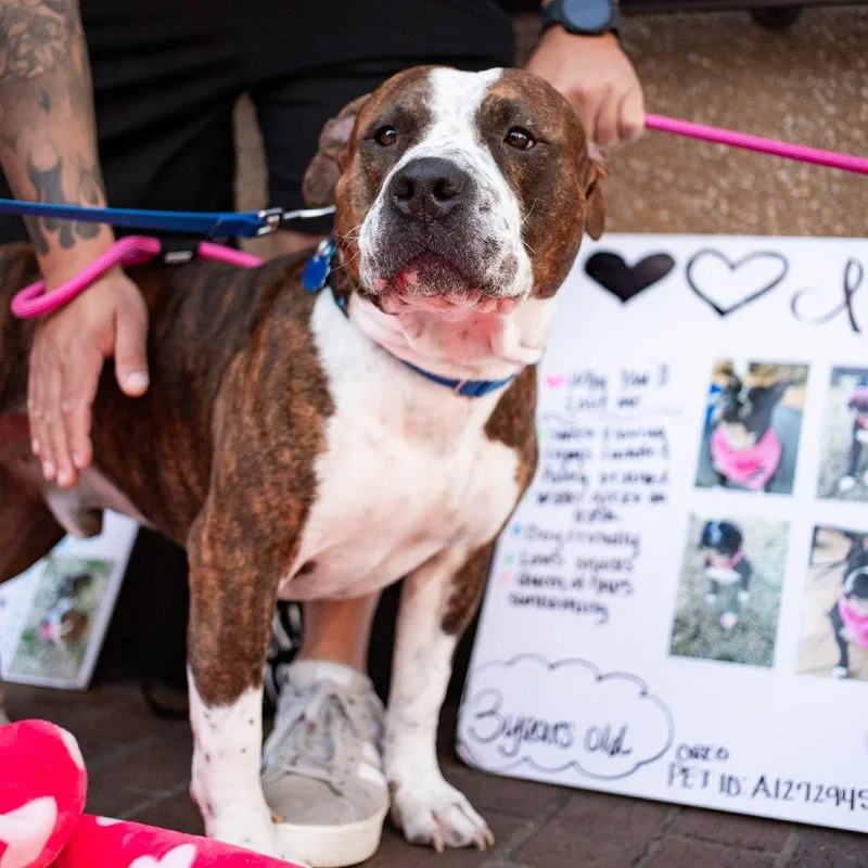 An adult medium-sized male Terrier dog named Eazy for adoption in Dallas, TX