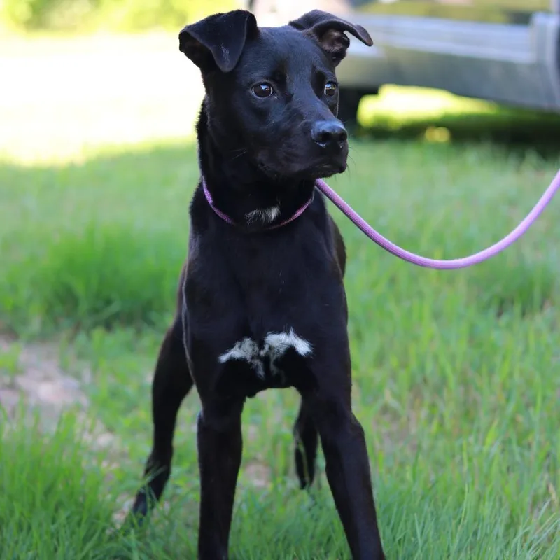 A young medium-sized male Black Labrador Retriever dog named CT Zeus lbs! for adoption in Eastford, CT