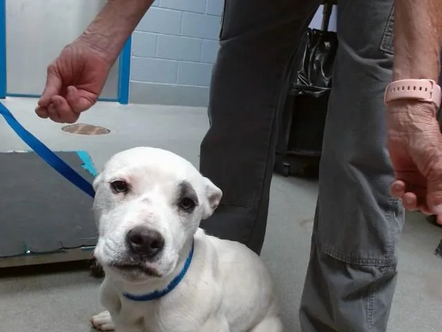 A young medium-sized female Pit Bull Terrier dog named Marsha for adoption in Albuquerque, NM