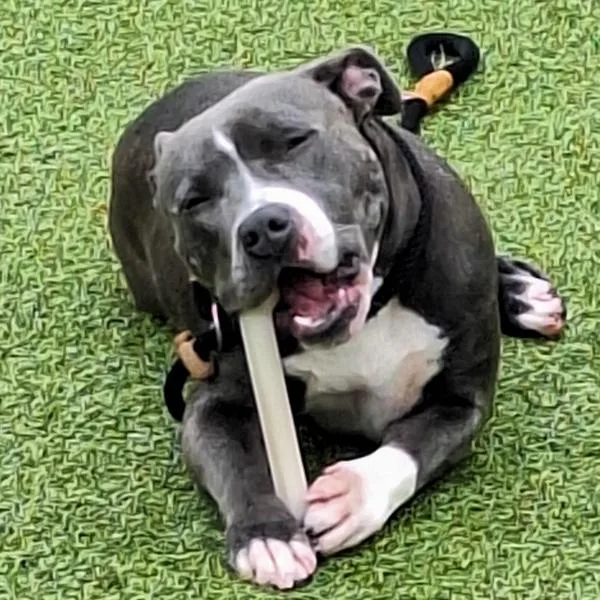 An adult medium-sized female Pit Bull Terrier dog named Anabelle for adoption in Des Moines, IA