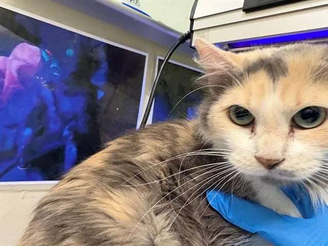 An adult small-sized female Domestic Short Hair cat named Dinah for adoption in Pueblo, CO