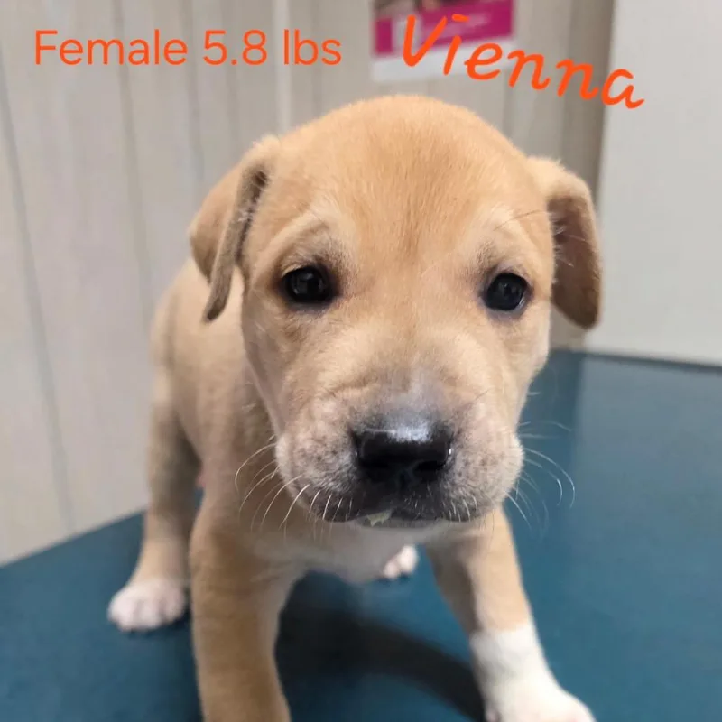 A baby small-sized female Yellow / Tan / Blond / Fawn Mastiff dog named Vienna for adoption in Jasper, IN