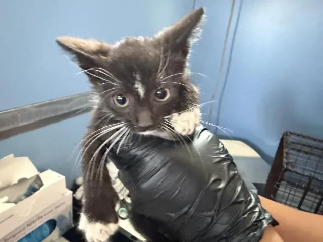 A baby small-sized male Domestic Short Hair cat named Alphard for adoption in San Bernardino, CA
