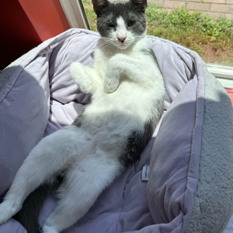 A young medium-sized male Gray & White Domestic Short Hair cat named Jar Jar for adoption in North Haven, CT