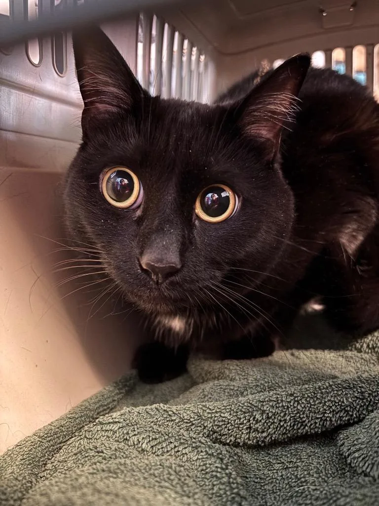 An adult medium-sized female Domestic Short Hair cat named Bikini for adoption in Port Jervis, NY