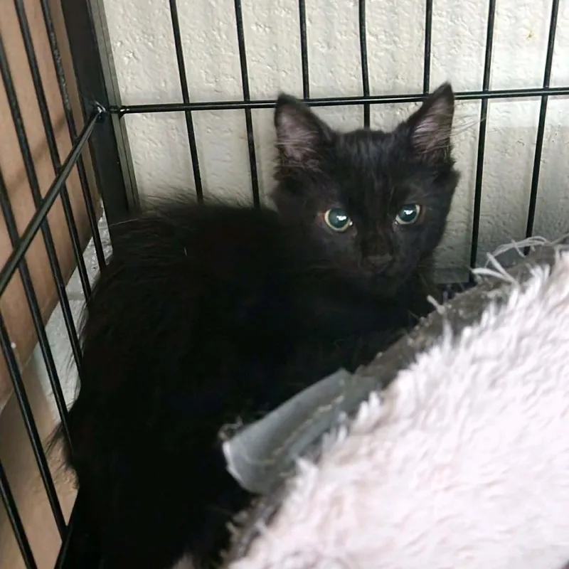 A baby small-sized male Black Domestic Short Hair cat named Philip for adoption in Columbus, NC