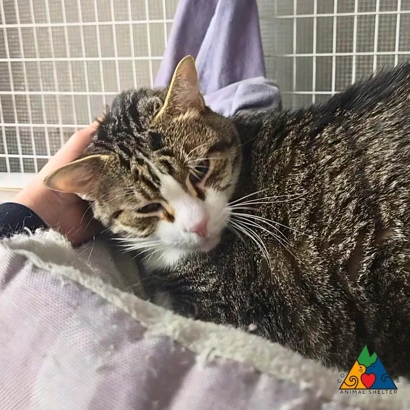 An adult extra large-sized male Tabby (Buff / Tan / Fawn) Domestic Short Hair cat named Monday for adoption in Douglas, WY