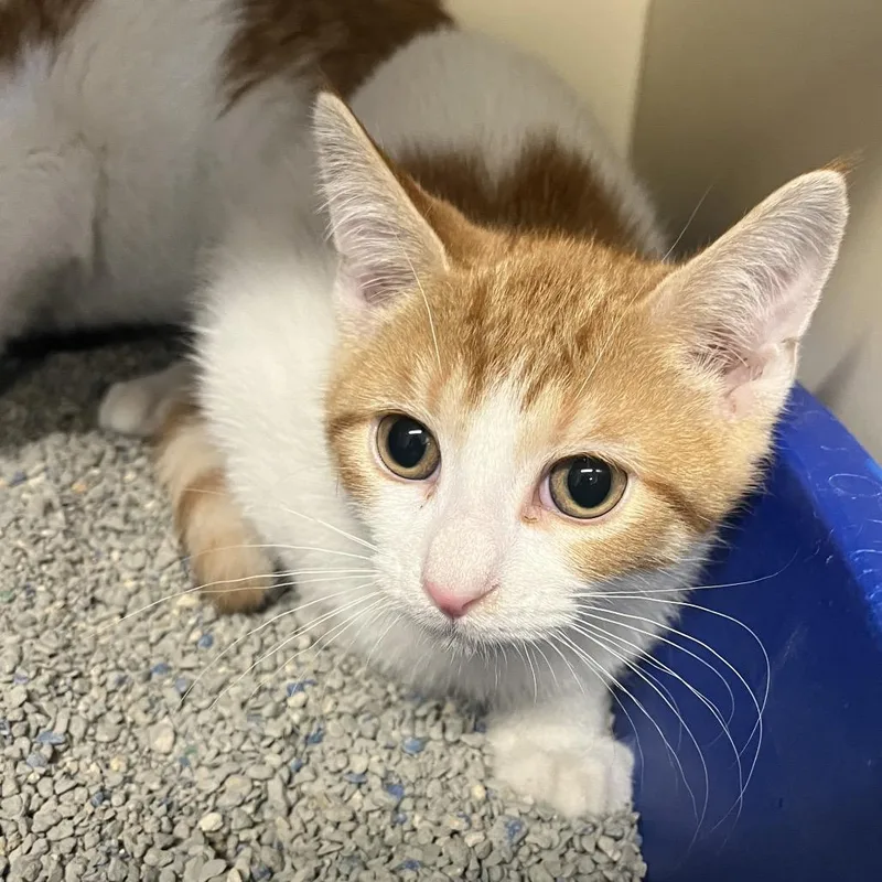 A baby small-sized male White Domestic Short Hair cat named Spud for adoption in Hinsdale, IL