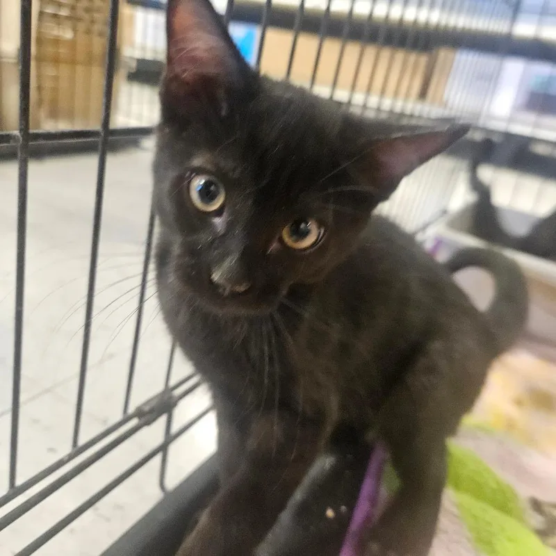 A baby small-sized male Black Domestic Short Hair cat named Craig for adoption in Grantsville, UT