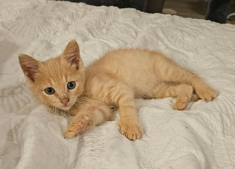 A baby small-sized male Domestic Short Hair cat named Leopold for adoption in WARNER ROBINS, GA