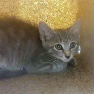 A baby small-sized female Domestic Short Hair cat named Velma for adoption in Washington, DC