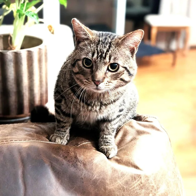 An adult large-sized male Black Domestic Short Hair cat named Diego for adoption in Chantilly, VA