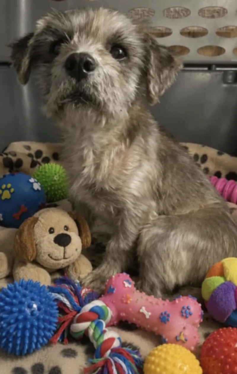 A baby small-sized male Gray / Blue / Silver Maltipoo dog named Tommy for adoption in Oceanside, CA