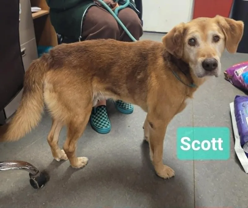 A senior medium-sized male Retriever dog named Scott for adoption in Richmond, IN