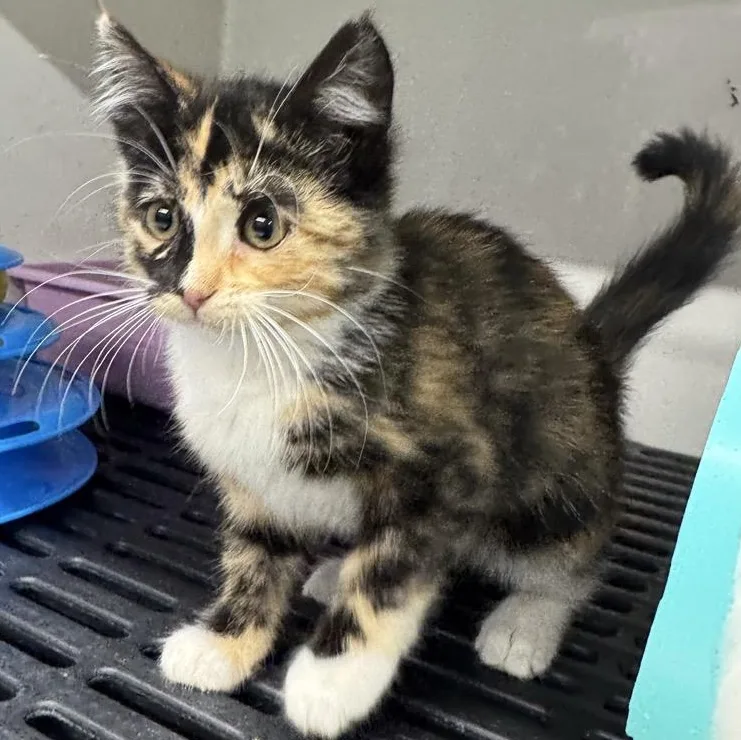 A baby medium-sized female Calico Domestic Short Hair cat named Gretchen for adoption in Morris, MN