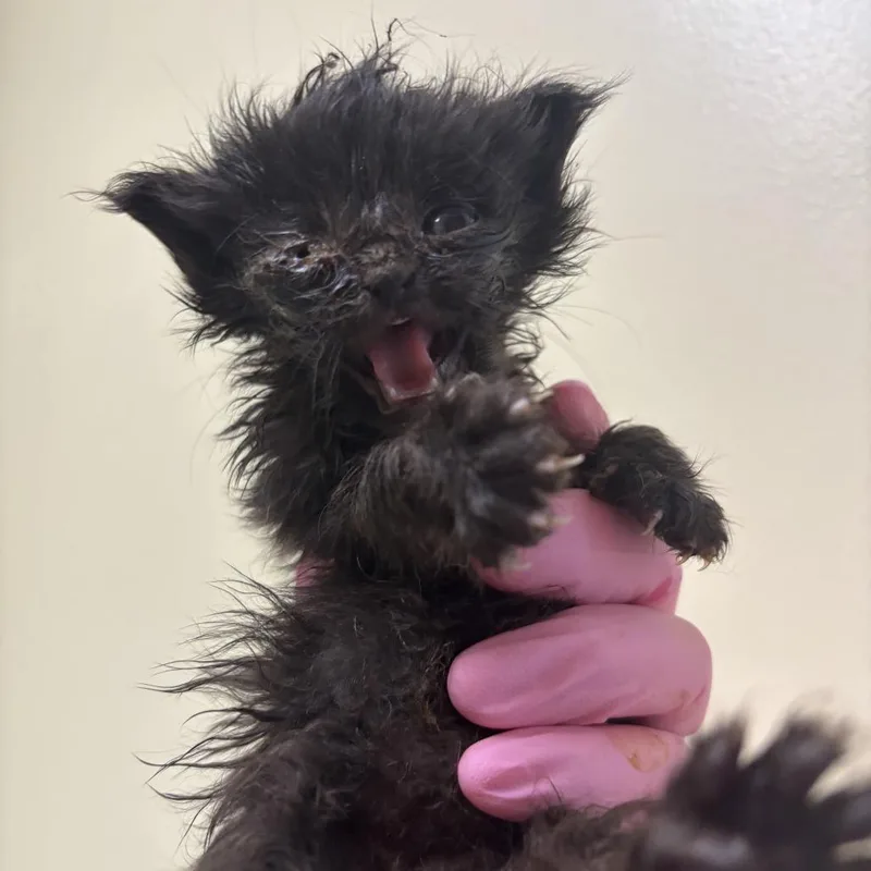 A baby small-sized female Domestic Short Hair cat named Pooh for adoption in Wilmington, DE