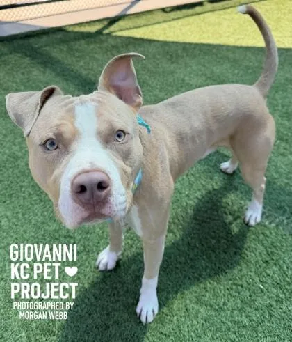An adult large-sized male Yellow / Tan / Blond / Fawn Pit Bull Terrier dog named Giovanni for adoption in Kansas City, MO