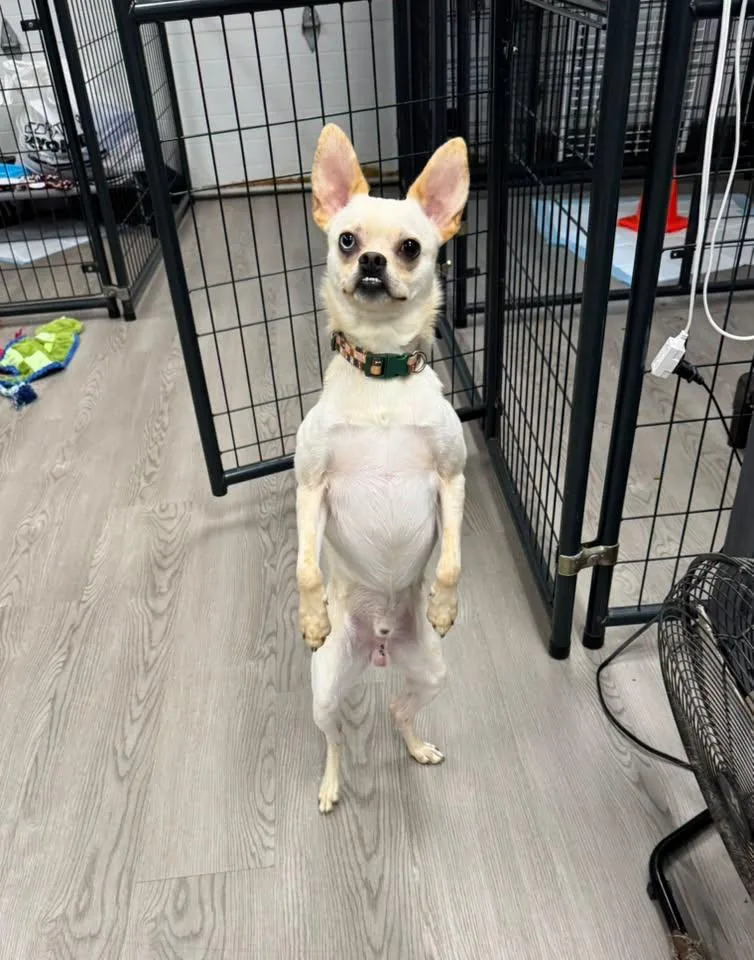 A young small-sized male White / Cream Chihuahua dog named Sid for adoption in Gouverneur, NY