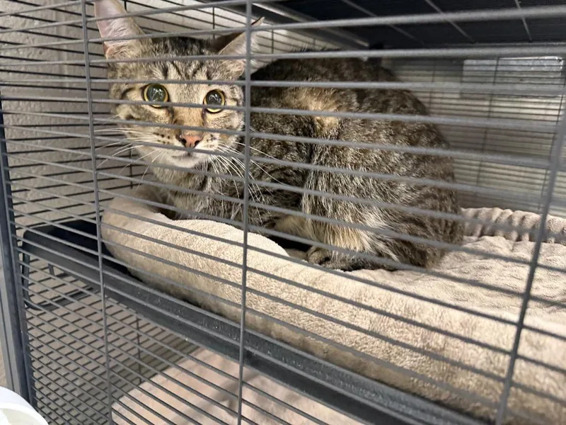 A young medium-sized male Domestic Short Hair cat named Rocket for adoption in Murray, KY