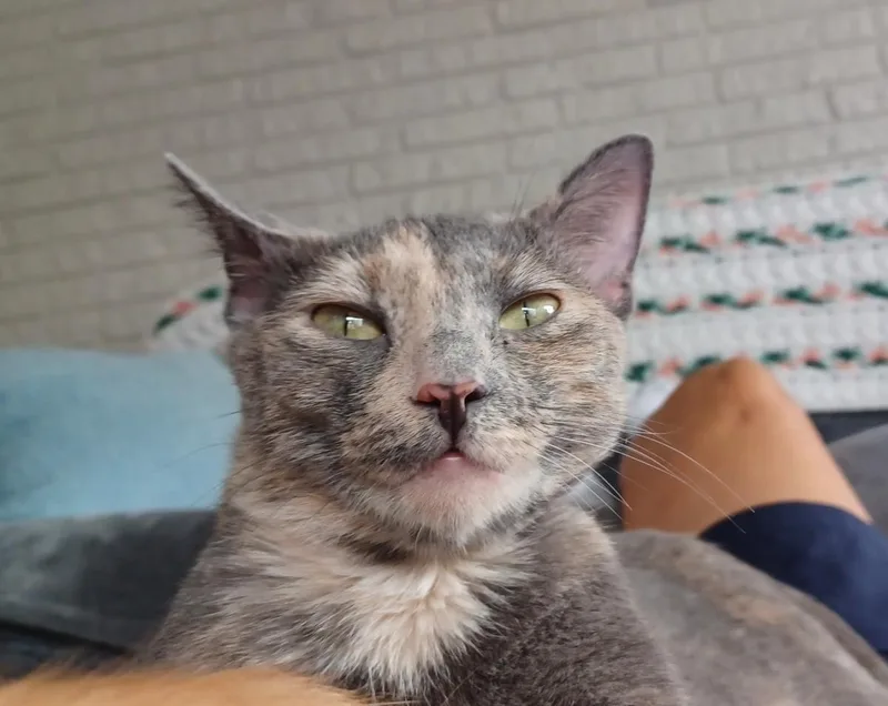 An adult medium-sized female Dilute Tortoiseshell cat named Karol for adoption in Wyandotte, MI