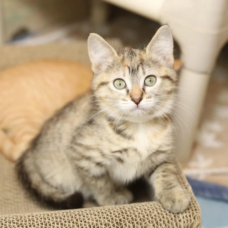 A baby small-sized female Brown / Chocolate Domestic Short Hair cat named Ski for adoption in Evansville, IN