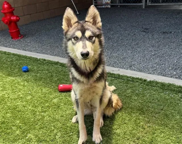 A young medium-sized female Black Siberian Husky dog named SAVE ME PLEASE Ginger for adoption in San Marcos, CA