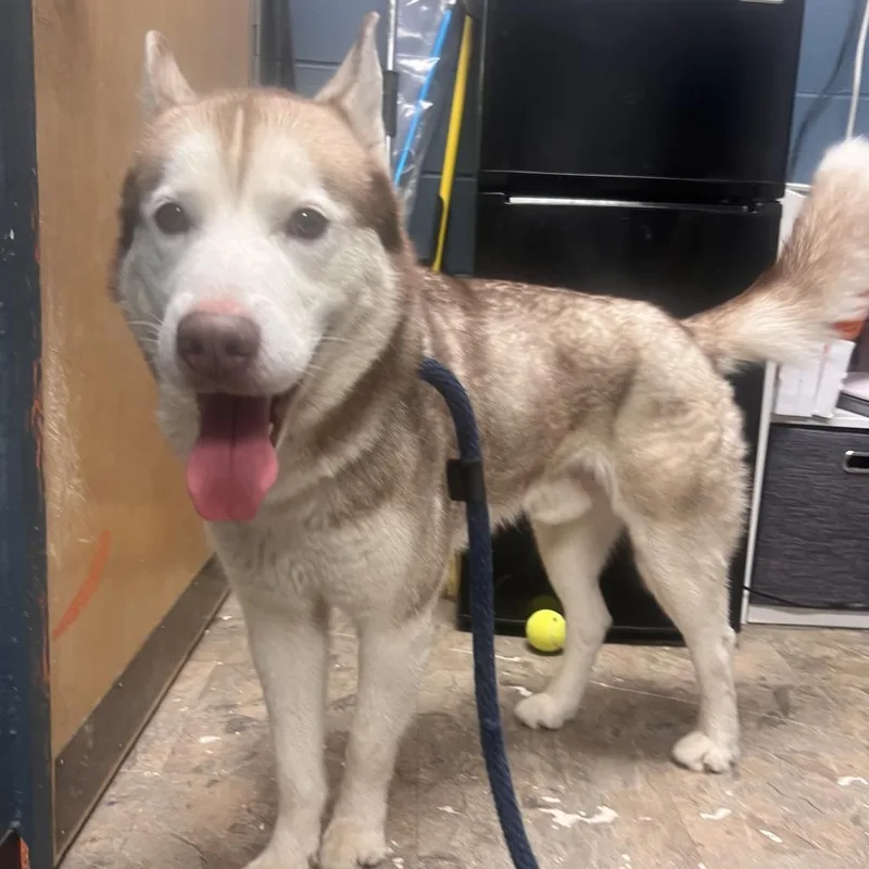 A senior medium-sized male Red / Chestnut / Orange Husky dog named Jax for adoption in Philadelphia, PA