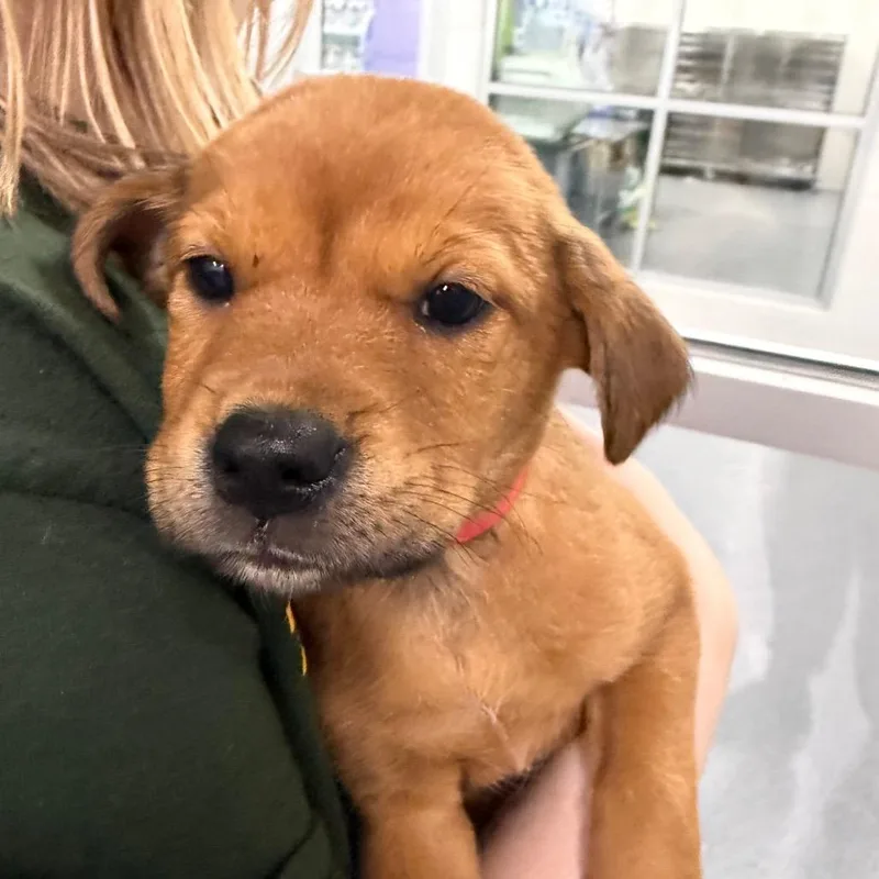 A baby small-sized female Brown / Chocolate Mixed Breed dog named Rondi for adoption in Montgomery, AL