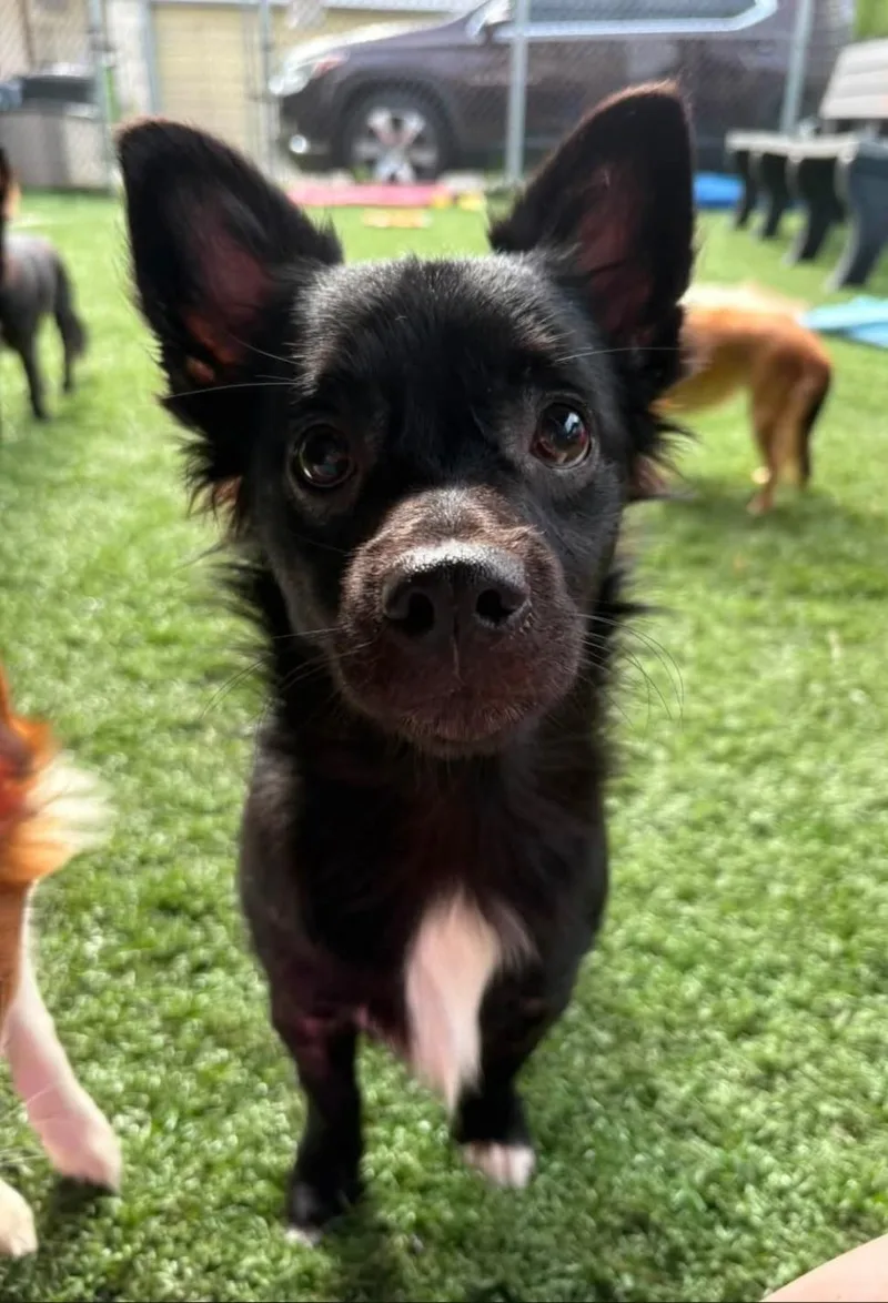 A baby small-sized male Chiweenie dog named Poe for adoption in Vandergrift, PA