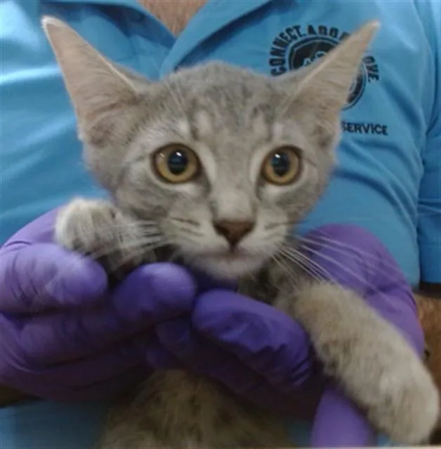 A baby small-sized female Domestic Short Hair cat named Koala for adoption in Miami, FL
