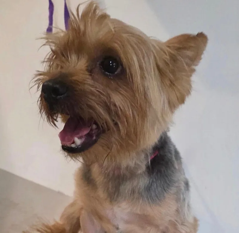 An adult small-sized male Yorkshire Terrier dog named Jefe for adoption in New York, NY