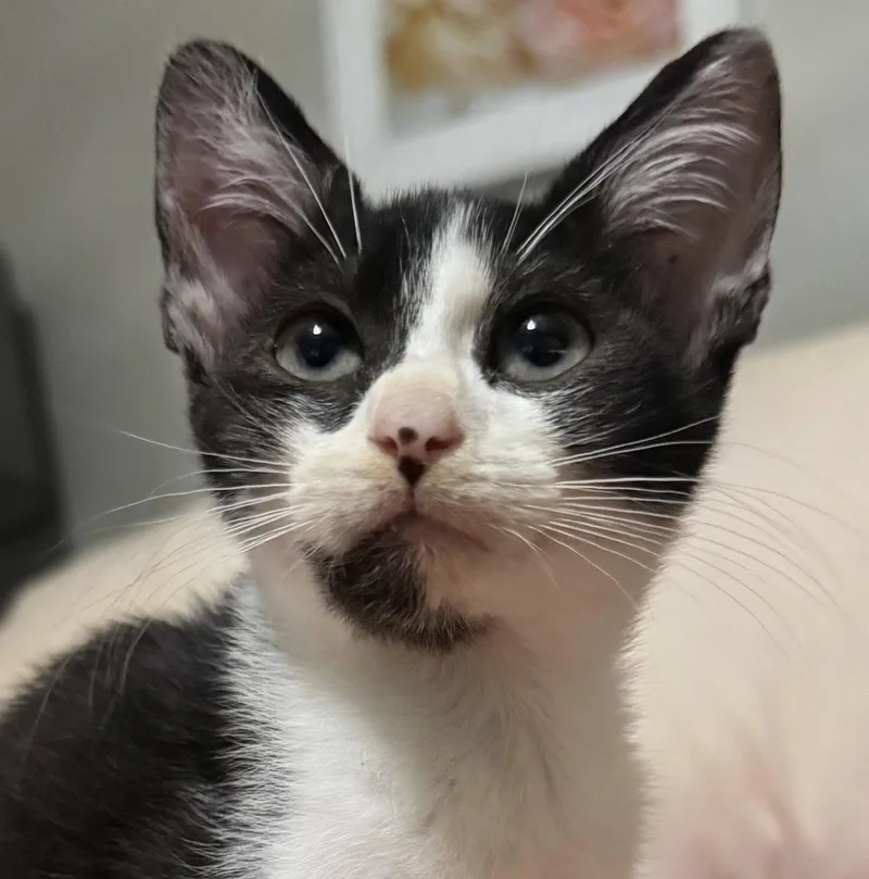 A baby medium-sized female American Shorthair cat named Violet for adoption in Oakland Park, FL