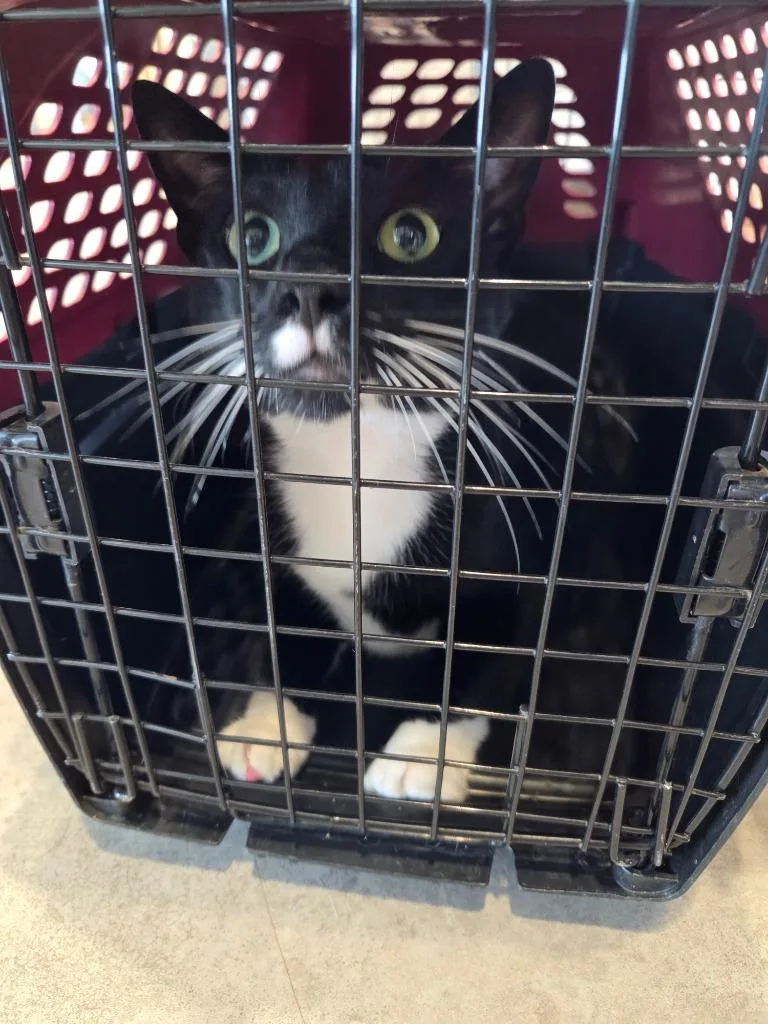 An adult large-sized male Domestic Short Hair cat named Candy for adoption in Bossier City, LA