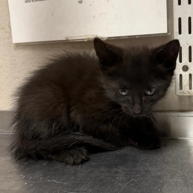 A baby small-sized male Black Domestic Medium Hair cat named Reese Puff for adoption in Yuma, AZ