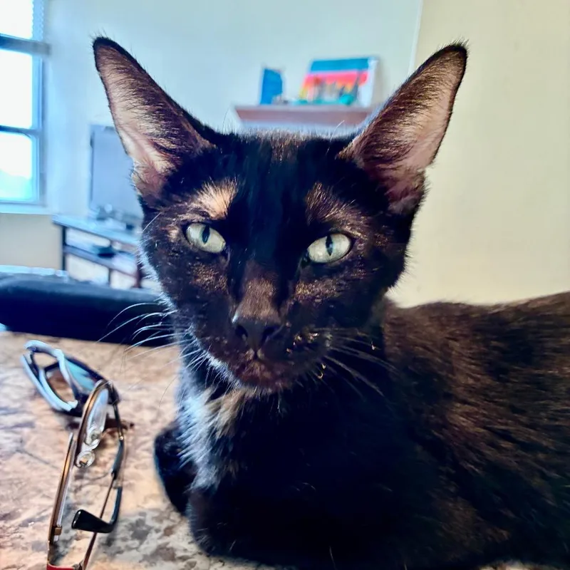 An adult medium-sized female Black Domestic Short Hair cat named Pumpkin for adoption in Chicago, IL