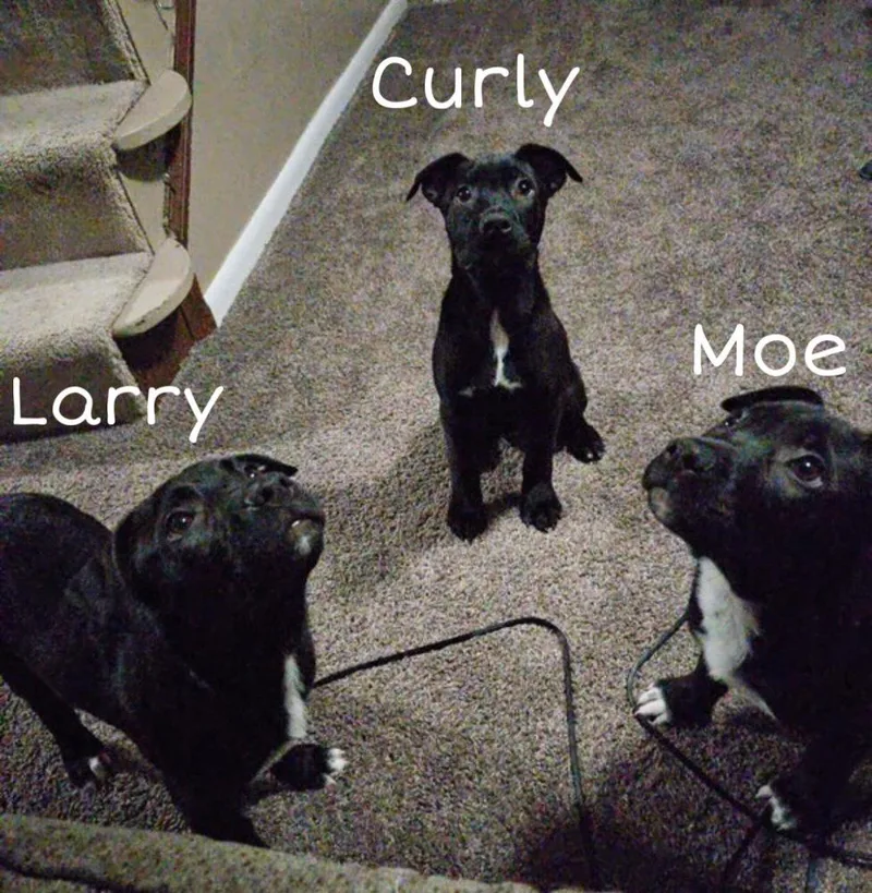 Moe