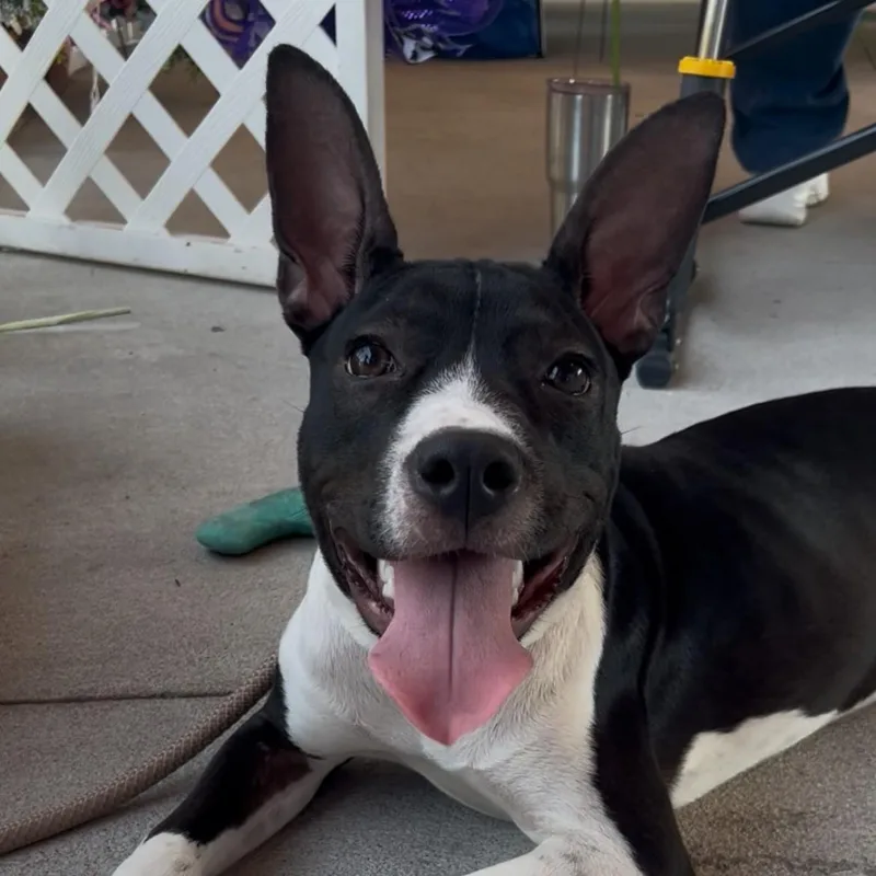 Harry Kim thumbnail 4