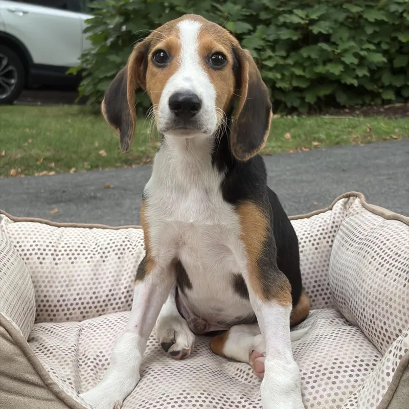Watson