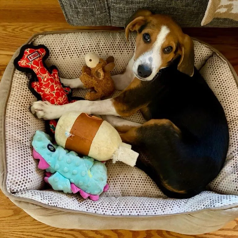Watson thumbnail 6