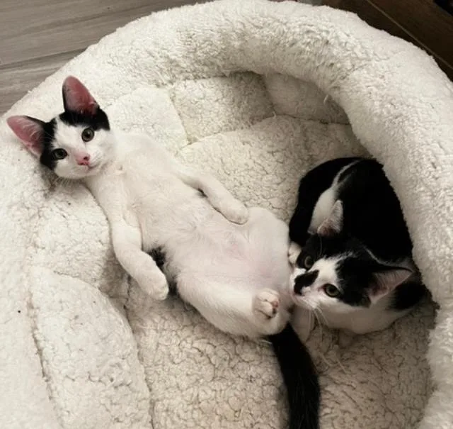 A young medium-sized female Black & White / Tuxedo Domestic Short Hair cat named Dexter and DeeDee for adoption in San Jose, CA