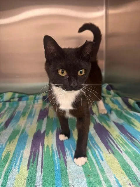 A young medium-sized female Domestic Short Hair cat named Dot for adoption in Madison, GA