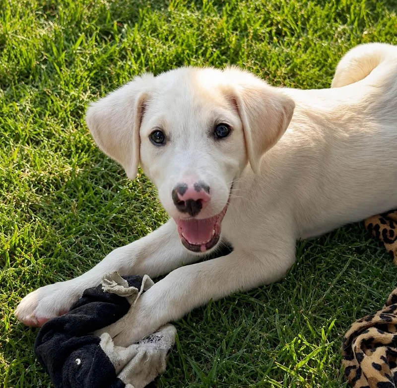 A baby large-sized male White / Cream Labrador Retriever dog named Paxton for adoption in Pleasant Valley, NY