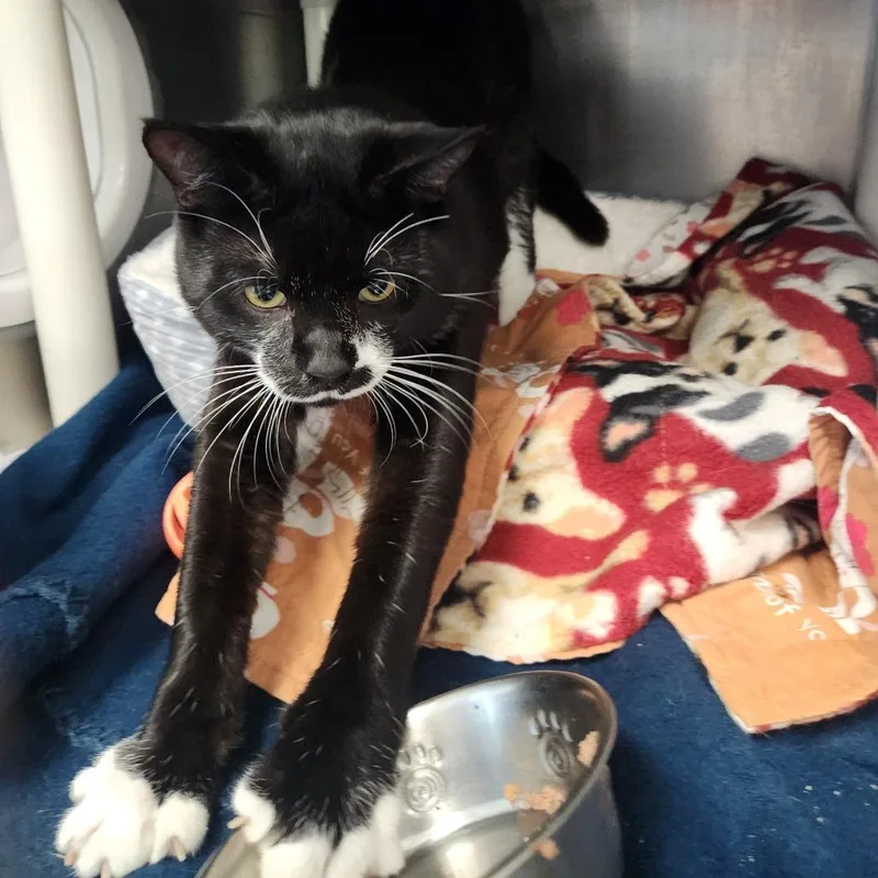 A baby small-sized male Black Domestic Short Hair cat named Smiley for adoption in Brockton, MA